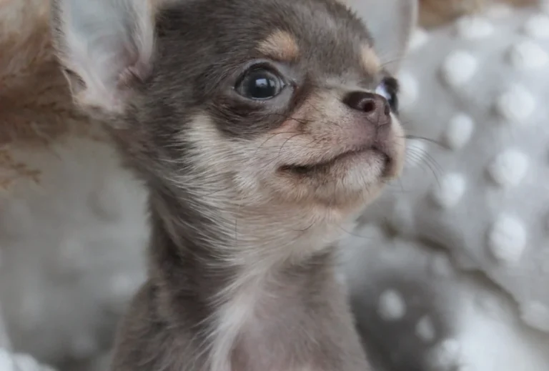 Tierarztpraxis Wolfgang Kahle (Rufbereitschaft 07:00 - 20:00 Uhr)