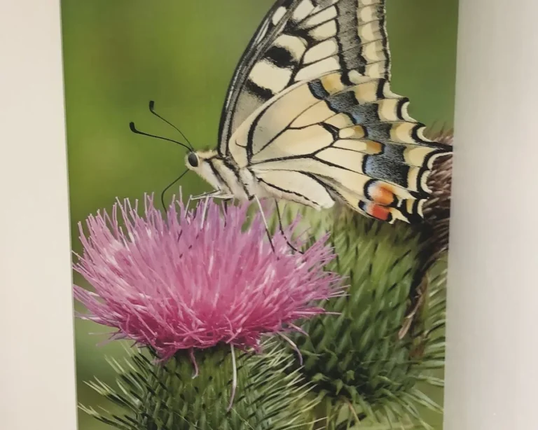 Tiergesundheit an der Saar GmbH