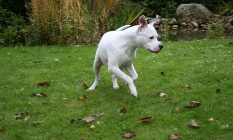 Tiergesundheitszentrum Hungerbühler, Salzgitter