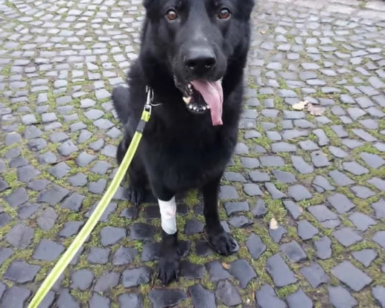 Tiergesundheitszentrum Hungerbühler, Salzgitter