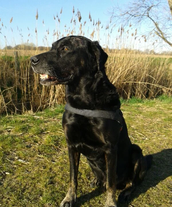 Tiergesundheitszentrum Hungerbühler, Salzgitter