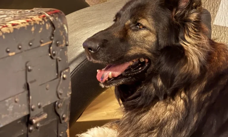 Tiergesundheitszentrum Hungerbühler, Salzgitter