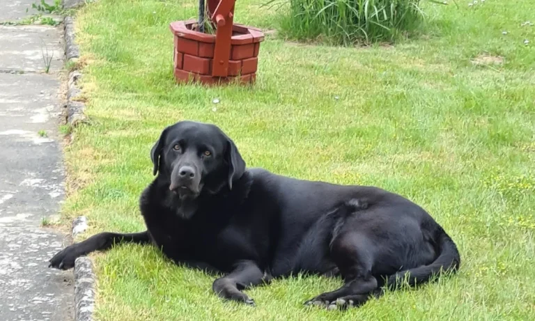 Tiergesundheitszentrum Hungerbühler, Salzgitter