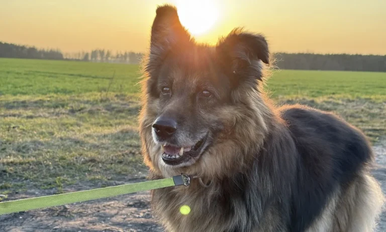 Tiergesundheitszentrum Hungerbühler, Salzgitter