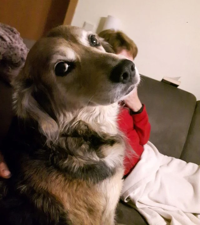 Tiergesundheitszentrum Hungerbühler, Salzgitter