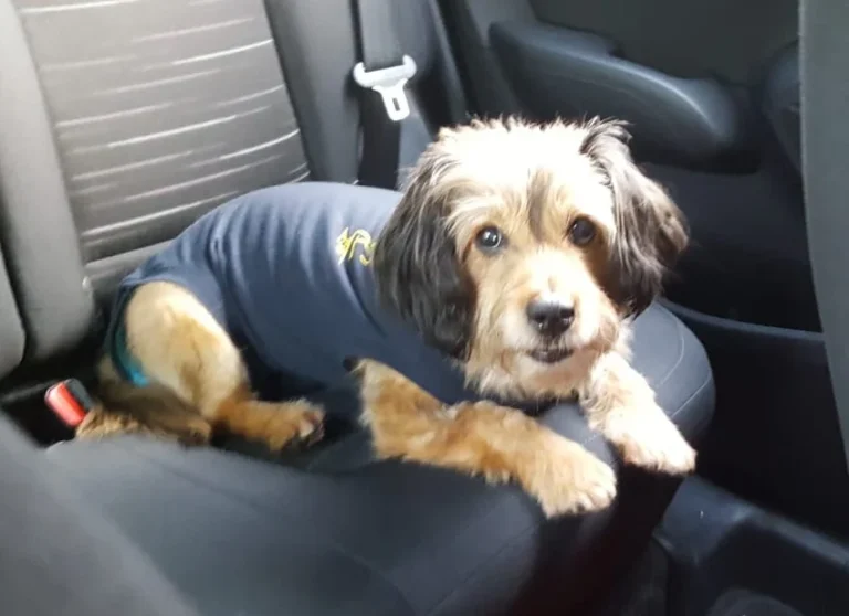 Tiergesundheitszentrum Hungerbühler, Salzgitter