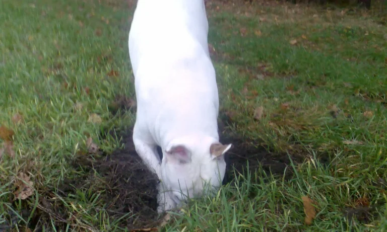 Tiergesundheitszentrum Hungerbühler, Salzgitter