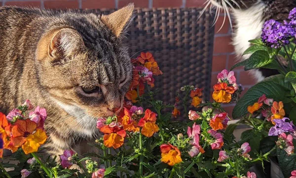 Tierarzt Tiergesundheitszentrum Hungerbühler, Salzgitter Salzgitter