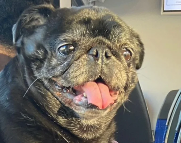 Tiergesundheitszentrum List