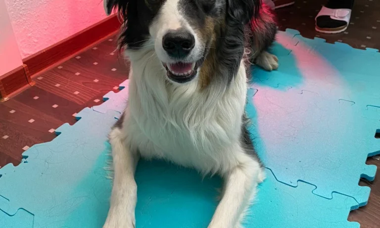 Tierheilpraxis Lerner - Tiernaturheilkunde & Tierphysiotherapie