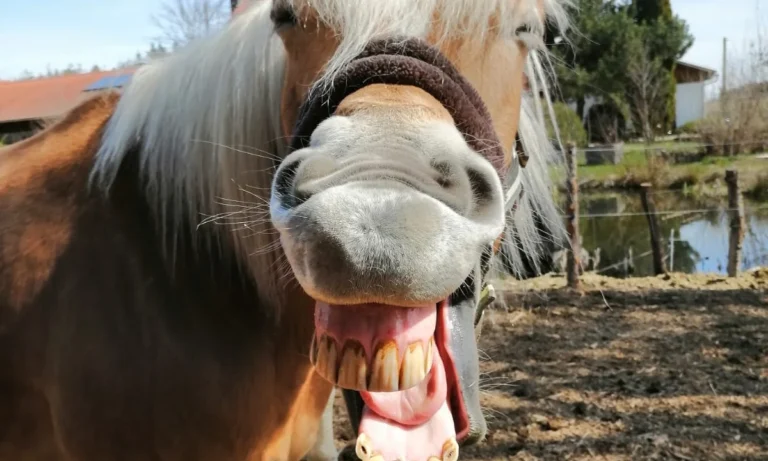 Tierheilpraxis Lerner - Tiernaturheilkunde & Tierphysiotherapie