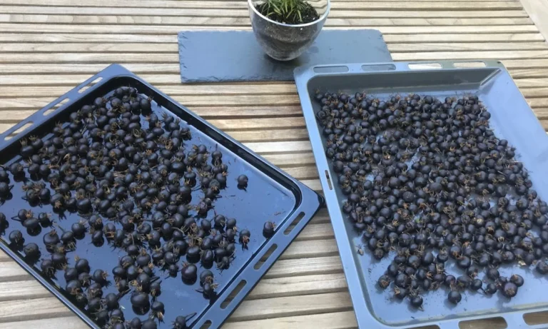 Tierheilpraxis Lerner - Tiernaturheilkunde & Tierphysiotherapie