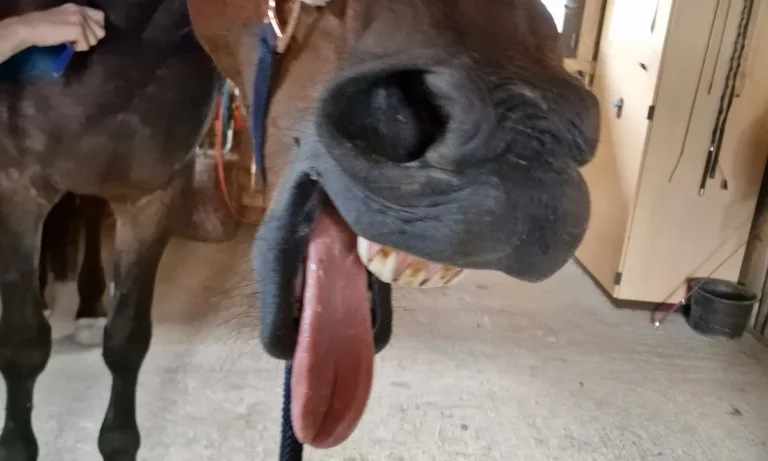 Tierheilpraxis Lerner - Tiernaturheilkunde & Tierphysiotherapie