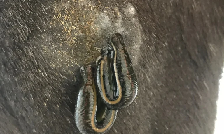 Tierheilpraxis Lerner - Tiernaturheilkunde & Tierphysiotherapie