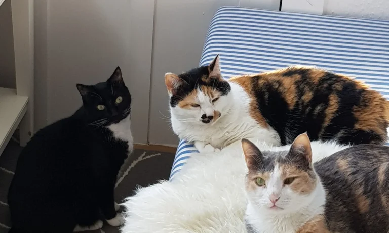 Tierklinik Fuhlsbüttel