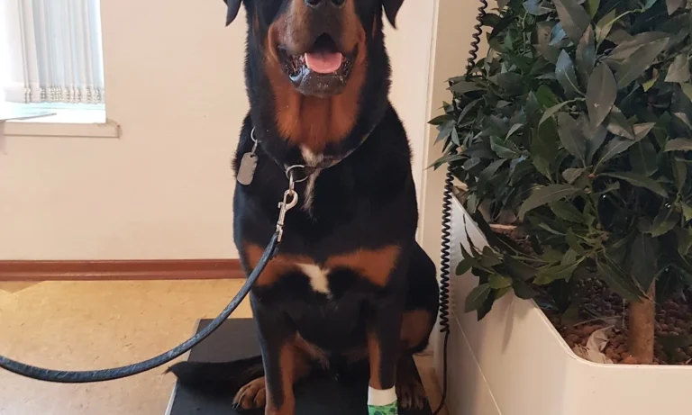 Tierklinik im Alstertal