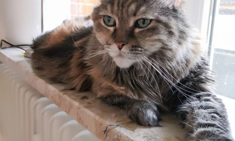 Tierklinik Lademannbogen GmbH