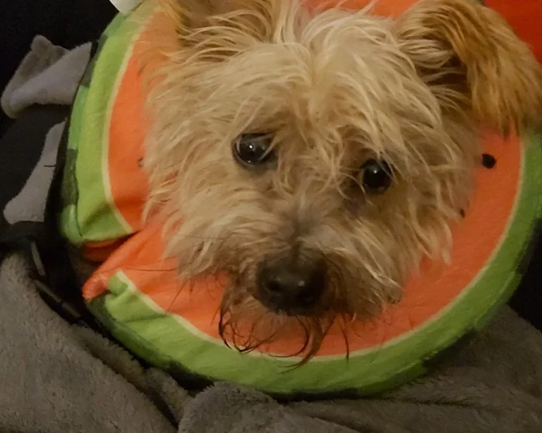 Tierklinik Lademannbogen GmbH