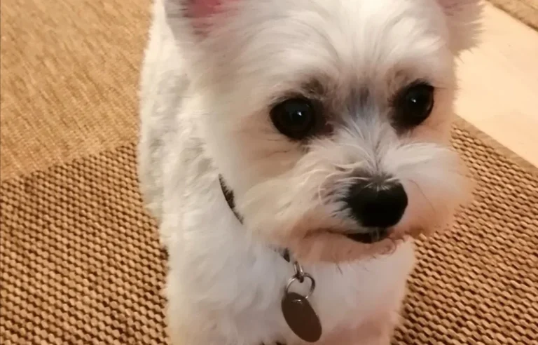 Tierklinik Lademannbogen GmbH