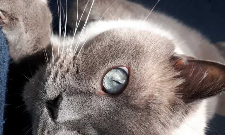 Tierklinik Lademannbogen GmbH