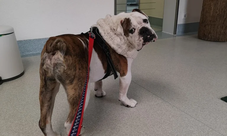 Tierklinik Lademannbogen GmbH