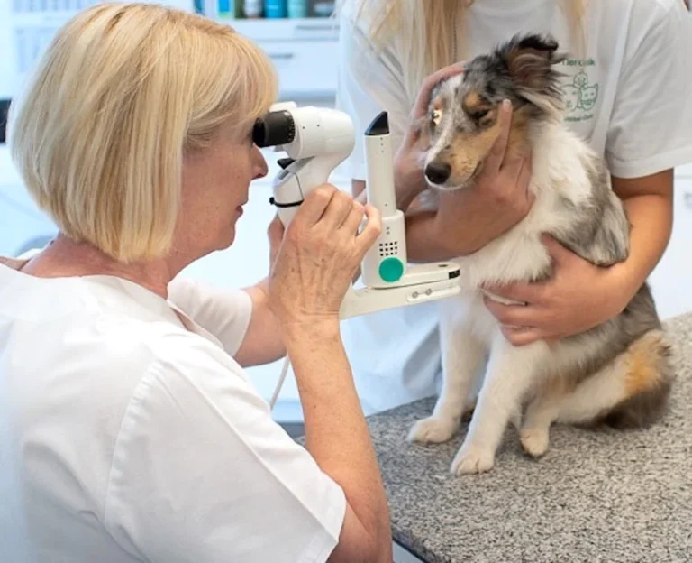 Tierklinik Zweibrücken - Dr. Liana Meisel-Gehl