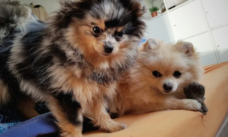 Tiermedizin am Rothenbaum Deckena & Dr. Elsner GmbH