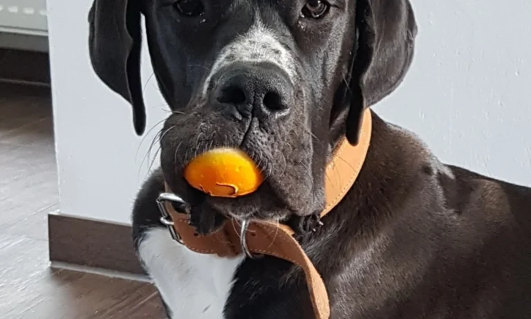 Tiermedizin am Rothenbaum Deckena & Dr. Elsner GmbH