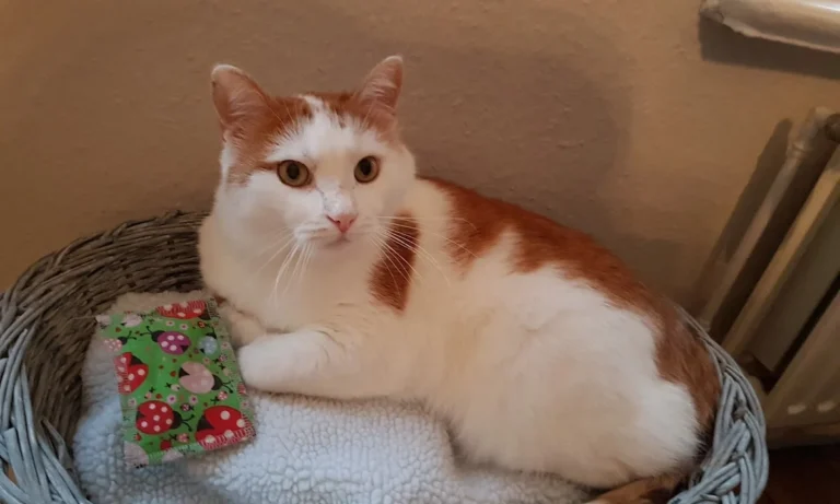 Tiermedizin am Rothenbaum Deckena & Dr. Elsner GmbH