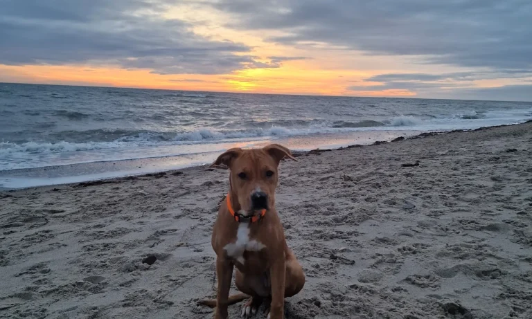 Tiermedizin am Rothenbaum Deckena & Dr. Elsner GmbH
