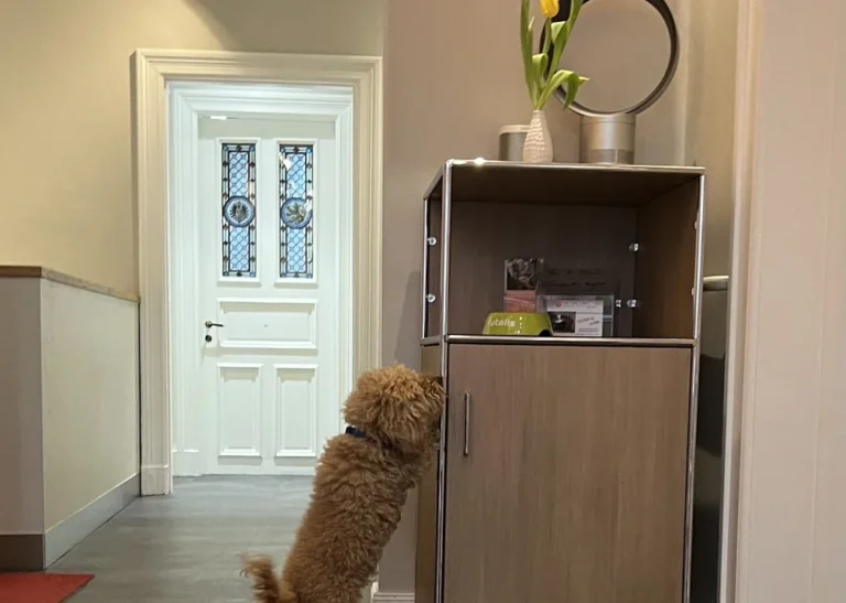 Tiermedizin am Rothenbaum Deckena & Dr. Elsner GmbH