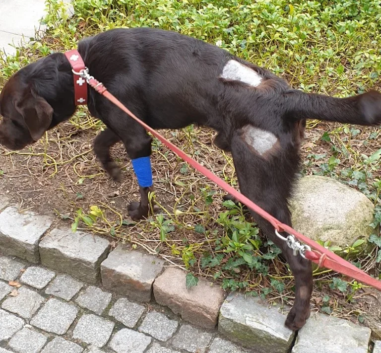 Tiermedizin am Rothenbaum Deckena & Dr. Elsner GmbH