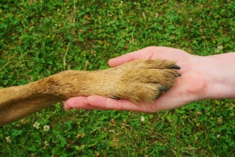 Tierphysio PFOTEN LEBEN