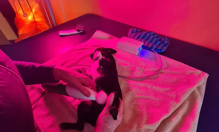 Tierphysio PFOTEN LEBEN