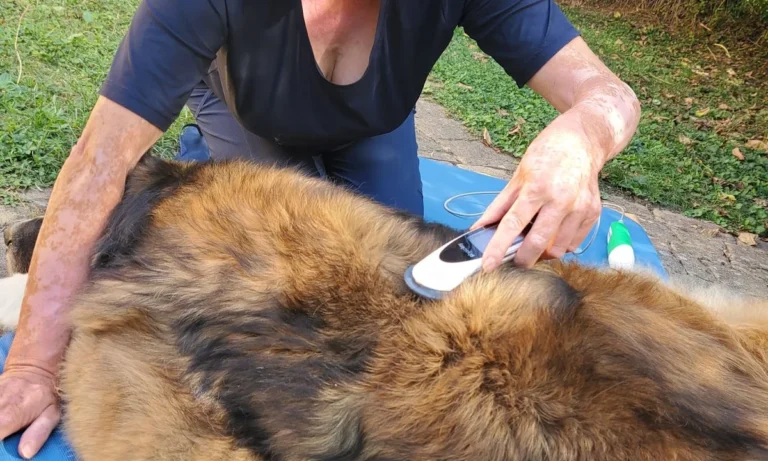Tierphysio PFOTEN LEBEN