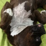 Tierphysiotherapie Solingen-Gräfrath