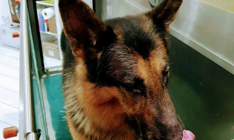 Tierphysiotherapie Solingen-Gräfrath