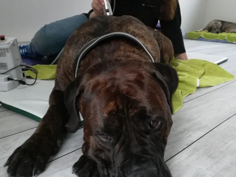 Tierphysiotherapie Solingen-Gräfrath