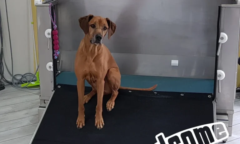 Tierphysiotherapie Solingen-Gräfrath