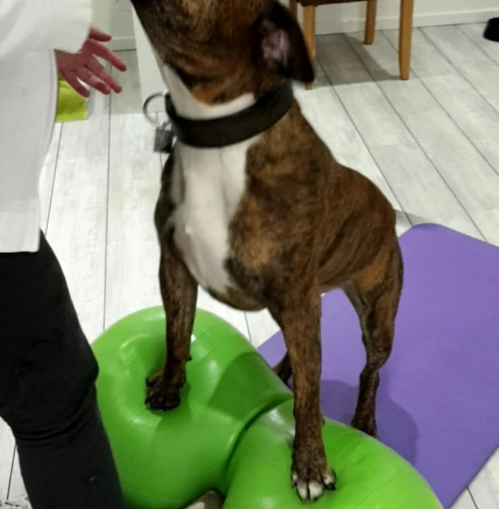 Tierphysiotherapie Solingen-Gräfrath