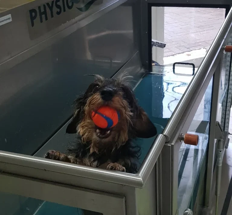 Tierphysiotherapie Solingen-Gräfrath