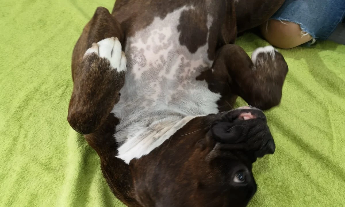 Tierarzt Tierphysiotherapie Solingen-Gräfrath Solingen