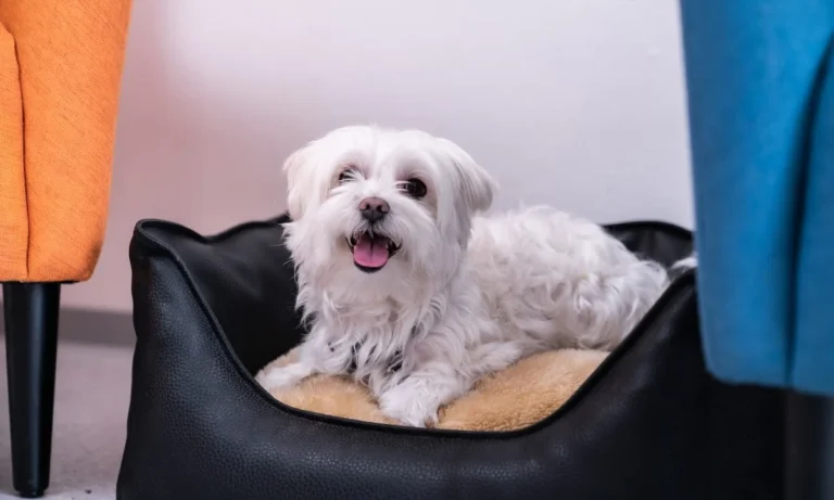 Tierpraxis im Zooviertel | Fachpraxis Tierzahnheilkunde & Innere Medizin, Fachtierärztliche Praxis für Kleintiere