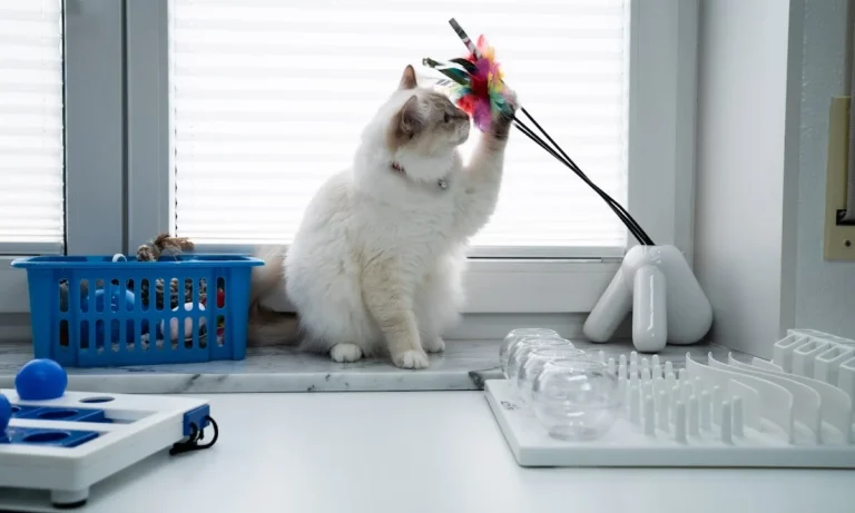 Tierpraxis im Zooviertel | Fachpraxis Tierzahnheilkunde & Innere Medizin, Fachtierärztliche Praxis für Kleintiere