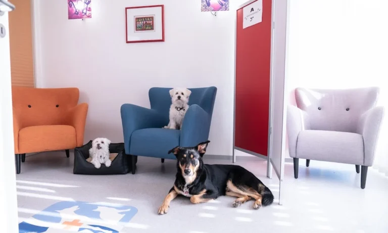 Tierpraxis im Zooviertel | Fachpraxis Tierzahnheilkunde & Innere Medizin, Fachtierärztliche Praxis für Kleintiere