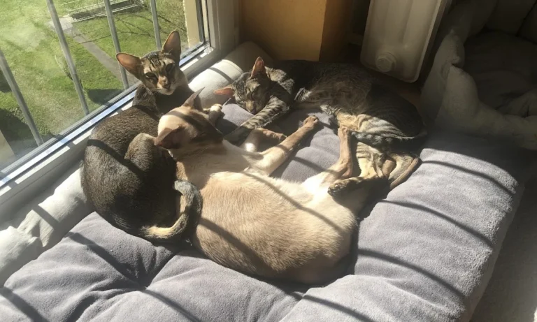 Tierwohl Dr. Schabel