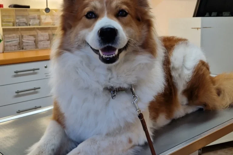 Tierwohl Dr. Schabel