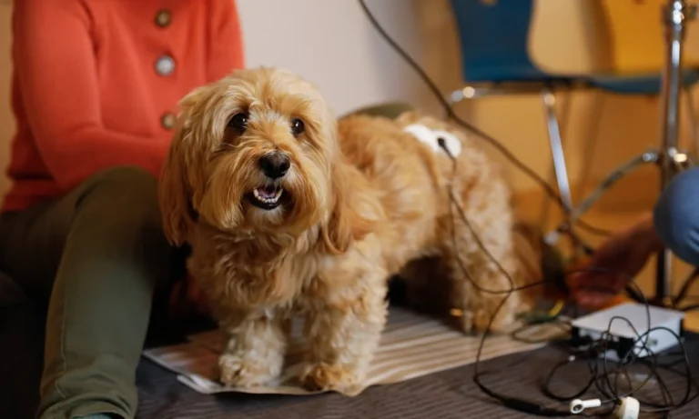 Tierwohl Dr. Schabel