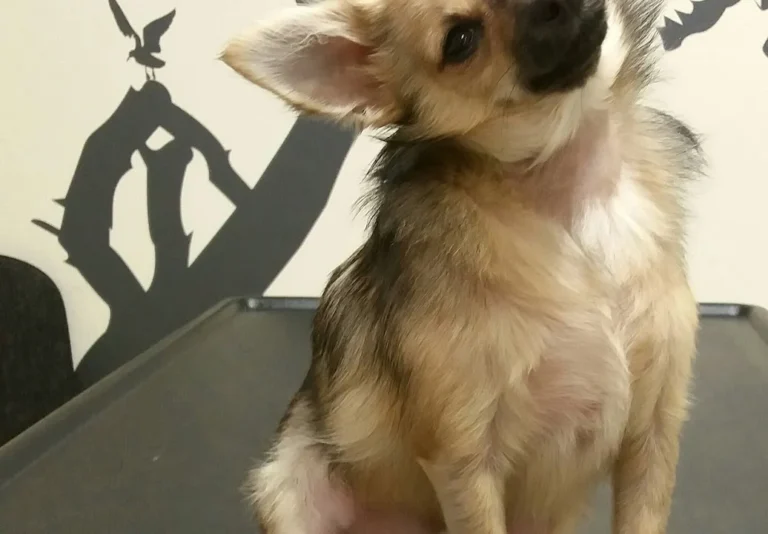 Tierwohl Dr. Schabel