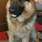 U. Wieboldt Kleintierpraxis